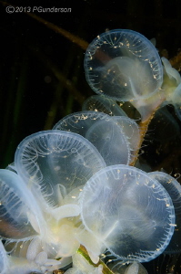 Melibe leonina feeding. by Pat Gunderson 